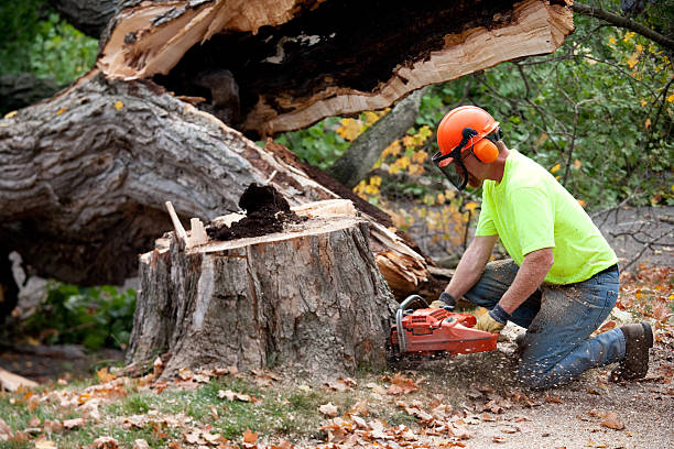 How Our Tree Care Process Works  in  Jonestown, TX