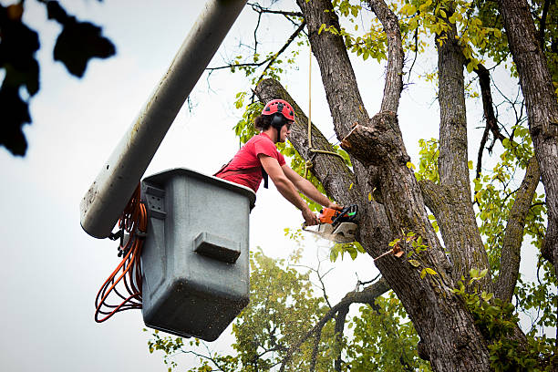 Best Tree Mulching  in Jonestown, TX