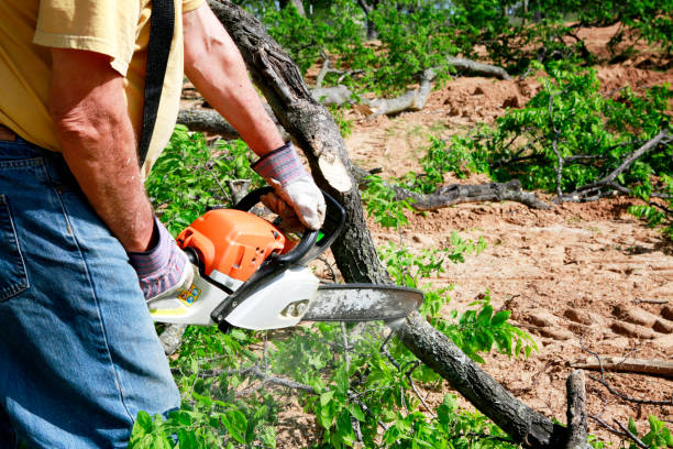 Jonestown, TX Tree Services Company